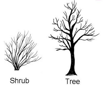 Shrub versus tree comparison